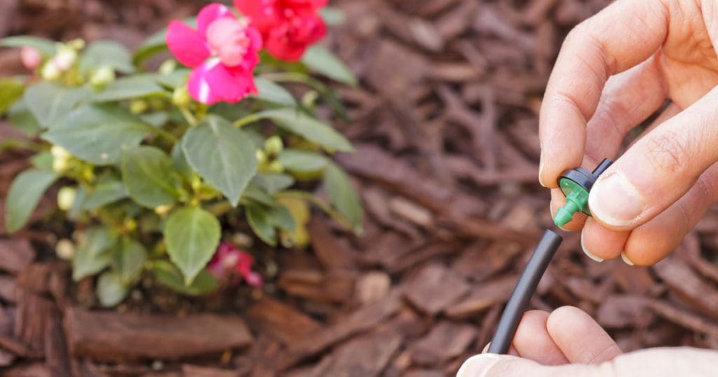 A lush garden with pink flowers being watered using drip irrigation system.