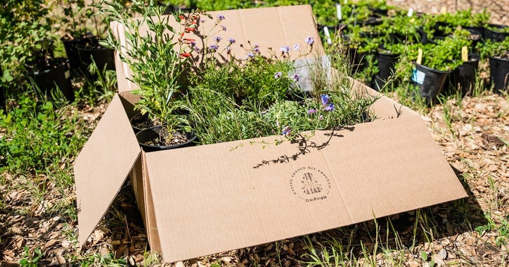 A lush garden scene with potted plants and herbs in a cardboard box on the ground.