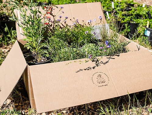A lush garden scene with potted plants and herbs in a cardboard box on the ground.